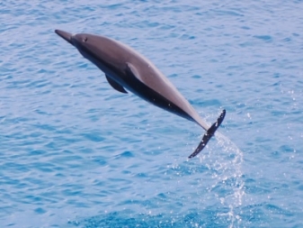 【海の人気者2頭に会える!!】イルカ&ウミガメ・ボートシュノーケリングツアー